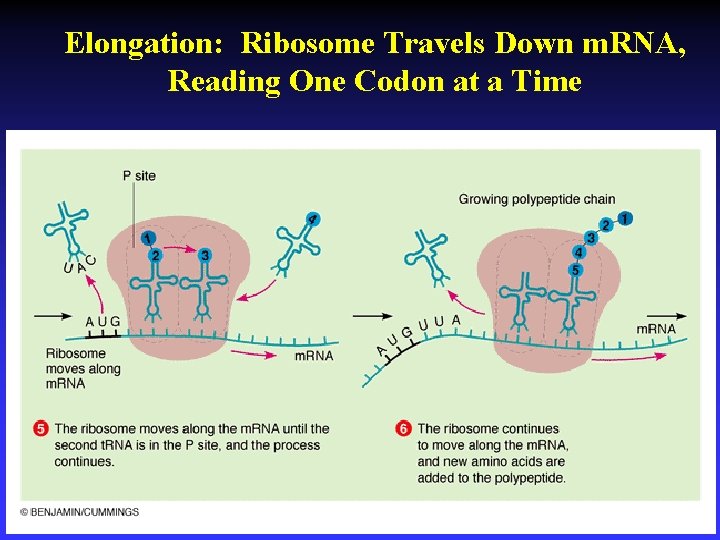 Elongation: Ribosome Travels Down m. RNA, Reading One Codon at a Time 
