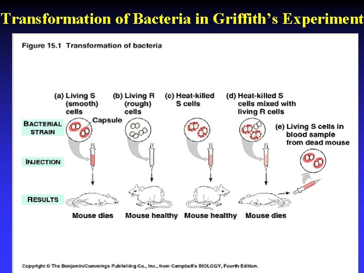 Transformation of Bacteria in Griffith’s Experiment 