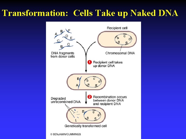 Transformation: Cells Take up Naked DNA 