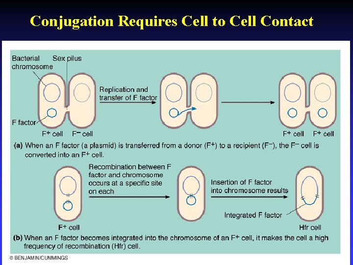 Conjugation Requires Cell to Cell Contact 