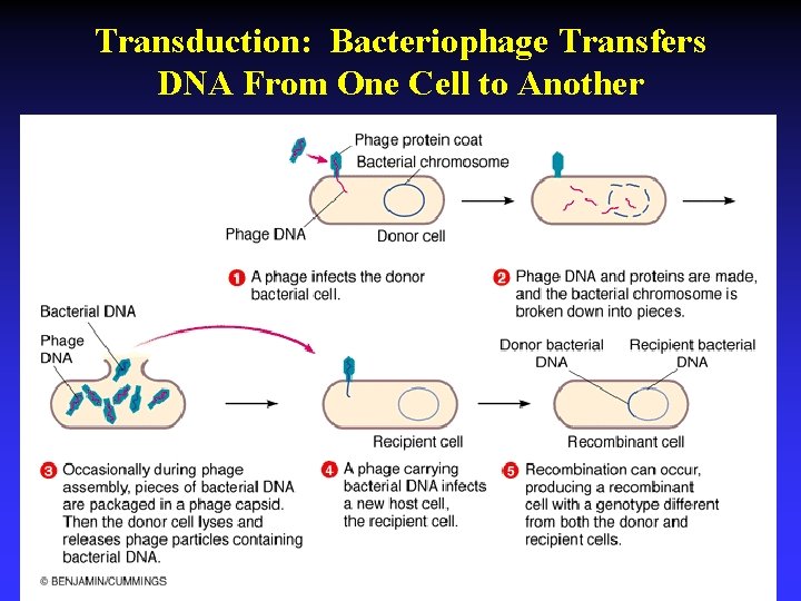 Transduction: Bacteriophage Transfers DNA From One Cell to Another 