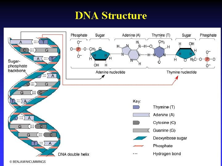 DNA Structure 