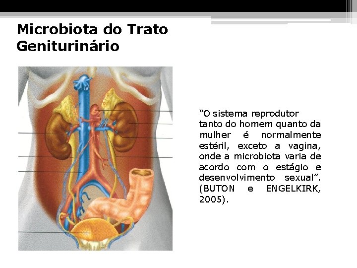 Microbiota do Trato Geniturinário “O sistema reprodutor tanto do homem quanto da mulher é