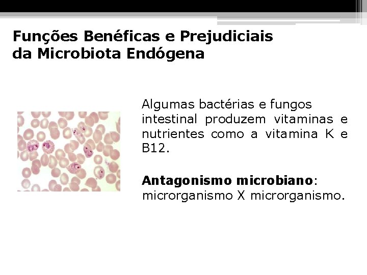Funções Benéficas e Prejudiciais da Microbiota Endógena Algumas bactérias e fungos intestinal produzem vitaminas