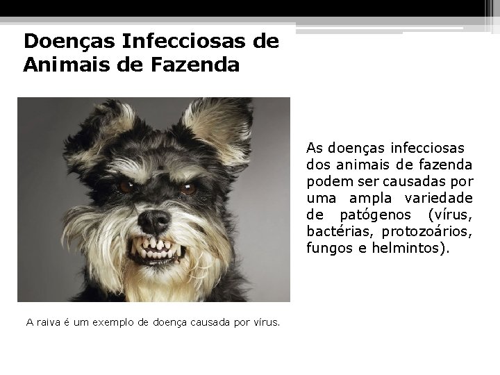 Doenças Infecciosas de Animais de Fazenda As doenças infecciosas dos animais de fazenda podem