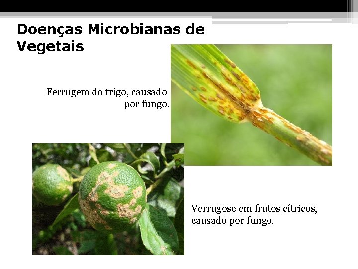 Doenças Microbianas de Vegetais Ferrugem do trigo, causado por fungo. Verrugose em frutos cítricos,