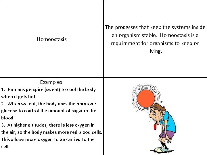 Homeostasis Examples: 1. Humans perspire (sweat) to cool the body when it gets hot