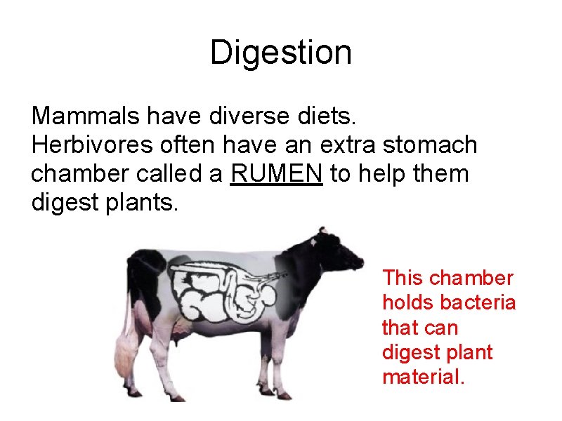 Digestion Mammals have diverse diets. Herbivores often have an extra stomach chamber called a