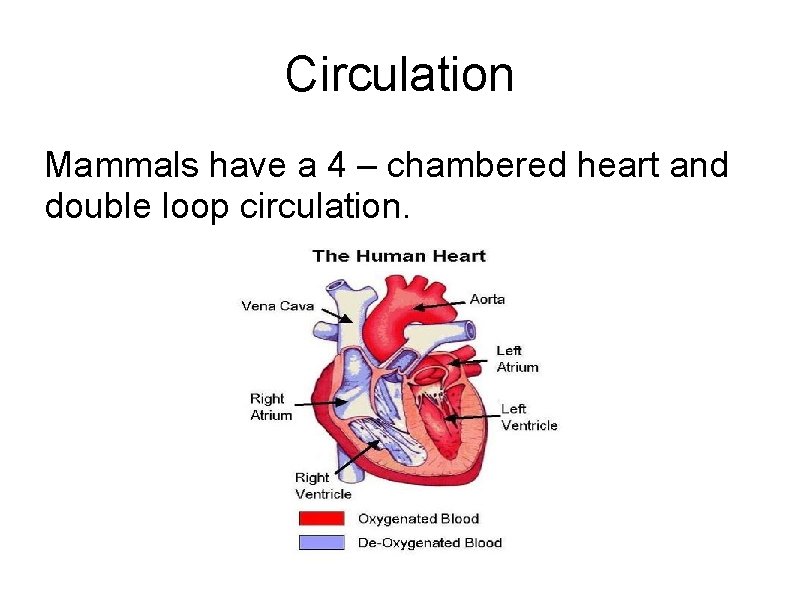 Circulation Mammals have a 4 – chambered heart and double loop circulation. 