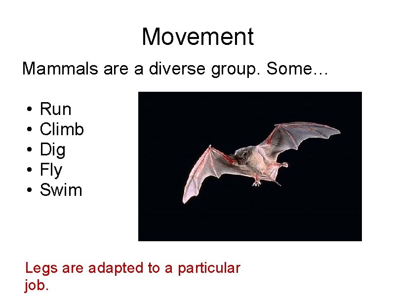 Movement Mammals are a diverse group. Some… • • • Run Climb Dig Fly