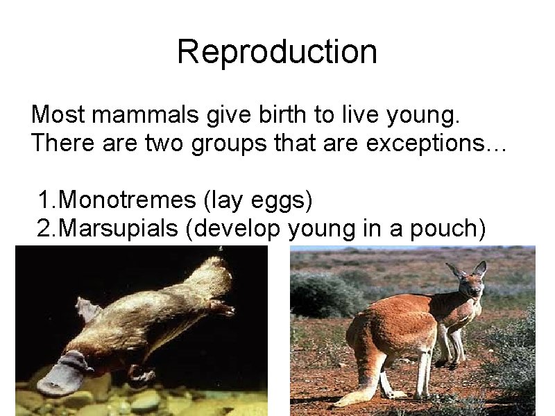 Reproduction Most mammals give birth to live young. There are two groups that are