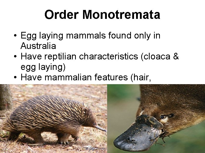 Order Monotremata • Egg laying mammals found only in Australia • Have reptilian characteristics