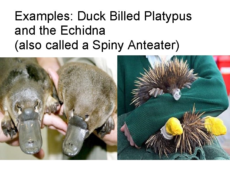Examples: Duck Billed Platypus and the Echidna (also called a Spiny Anteater) 