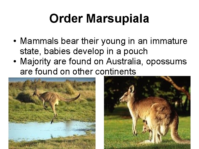 Order Marsupiala • Mammals bear their young in an immature state, babies develop in