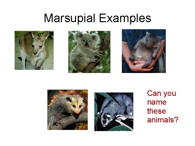 Marsupial Examples Can you name these animals? 
