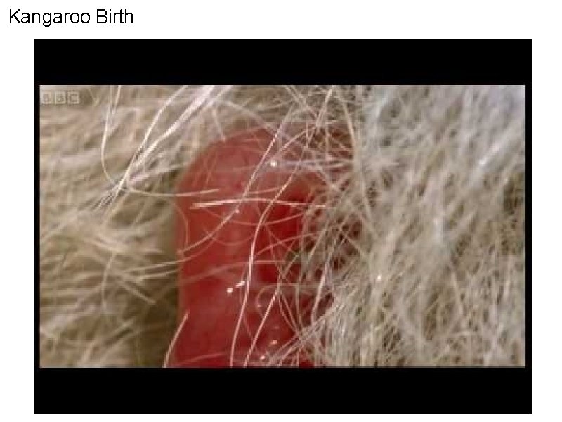 Kangaroo Birth 