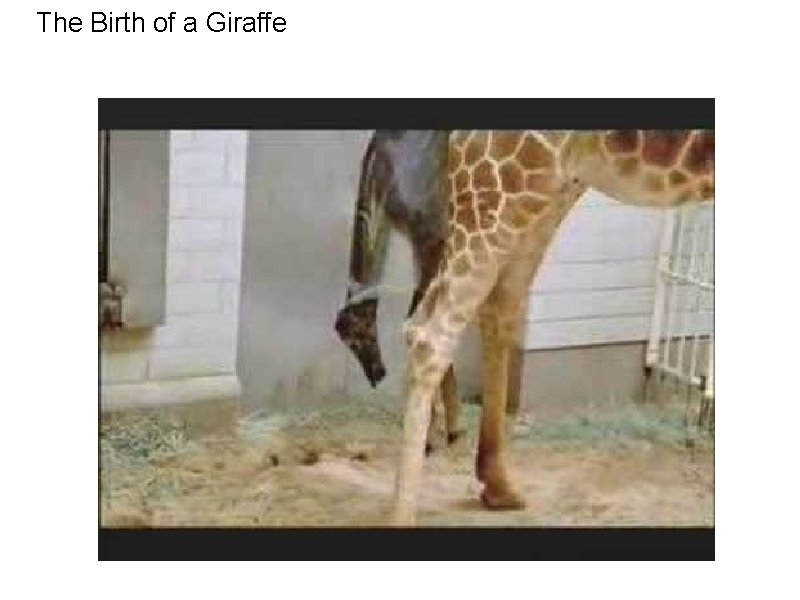 The Birth of a Giraffe 