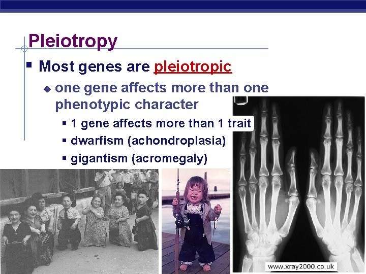 Pleiotropy § Most genes are pleiotropic u one gene affects more than one phenotypic
