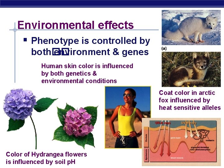 Environmental effects § Phenotype is controlled by both�� environment & genes Human skin color