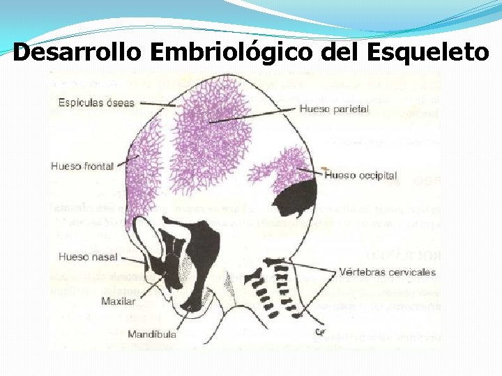 Desarrollo Embriológico del Esqueleto 