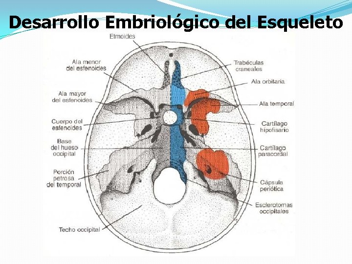 Desarrollo Embriológico del Esqueleto 