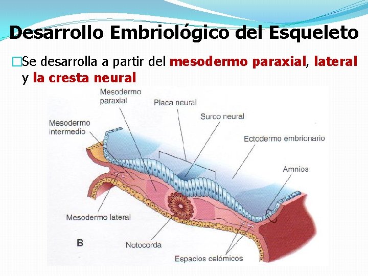 Desarrollo Embriológico del Esqueleto �Se desarrolla a partir del mesodermo paraxial, lateral y la