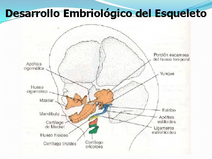 Desarrollo Embriológico del Esqueleto 