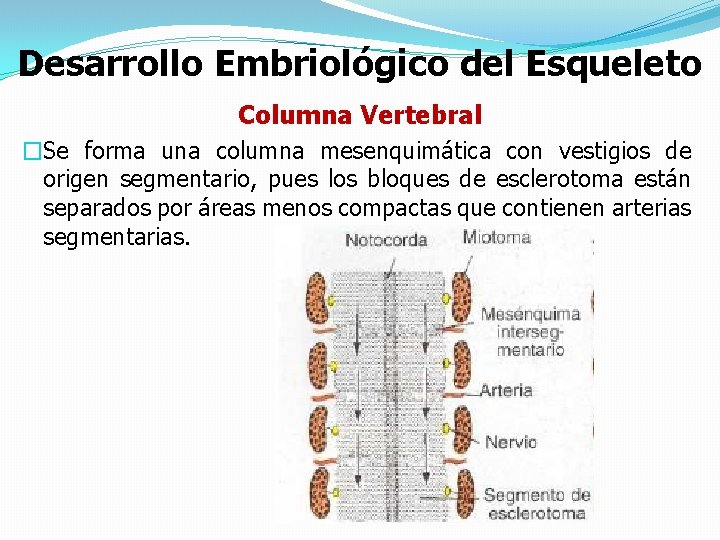 Desarrollo Embriológico del Esqueleto Columna Vertebral �Se forma una columna mesenquimática con vestigios de