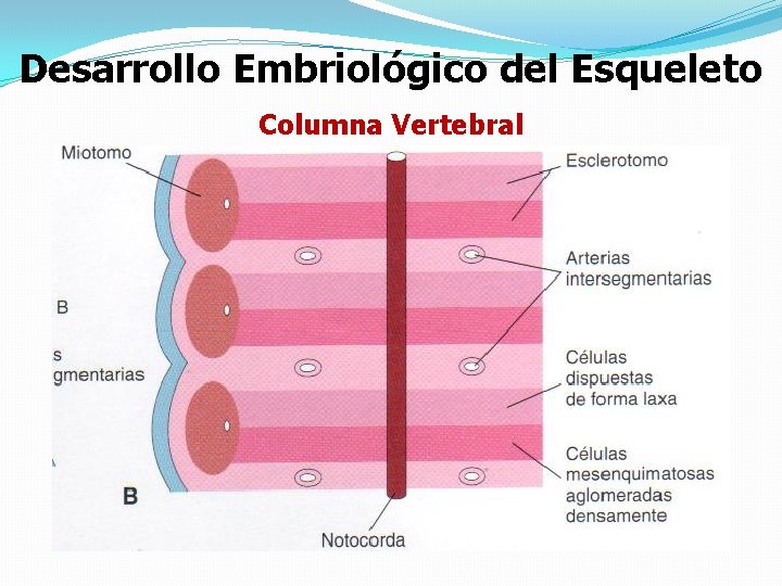 Desarrollo Embriológico del Esqueleto Columna Vertebral 