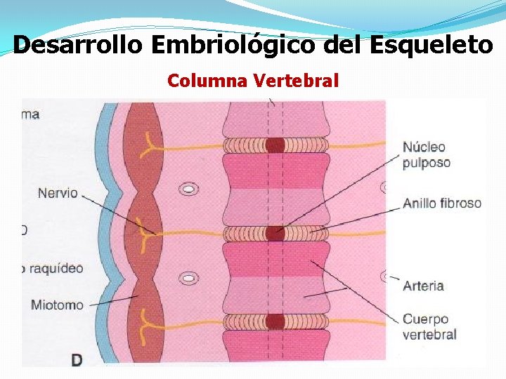 Desarrollo Embriológico del Esqueleto Columna Vertebral 