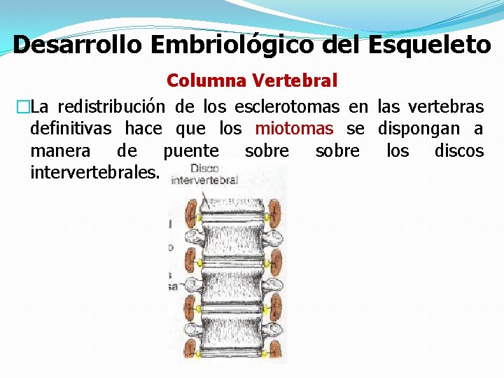Desarrollo Embriológico del Esqueleto Columna Vertebral �La redistribución de los esclerotomas en las vertebras