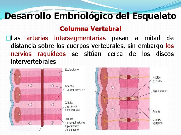 Desarrollo Embriológico del Esqueleto Columna Vertebral �Las arterias intersegmentarias pasan a mitad de distancia