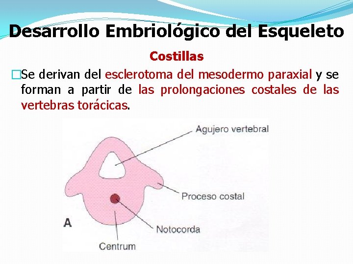 Desarrollo Embriológico del Esqueleto Costillas �Se derivan del esclerotoma del mesodermo paraxial y se