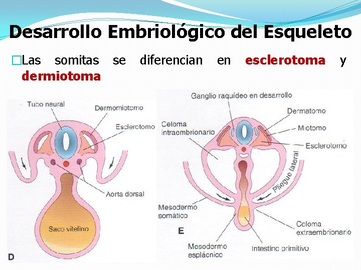 Desarrollo Embriológico del Esqueleto �Las somitas se dermiotoma diferencian en esclerotoma y 