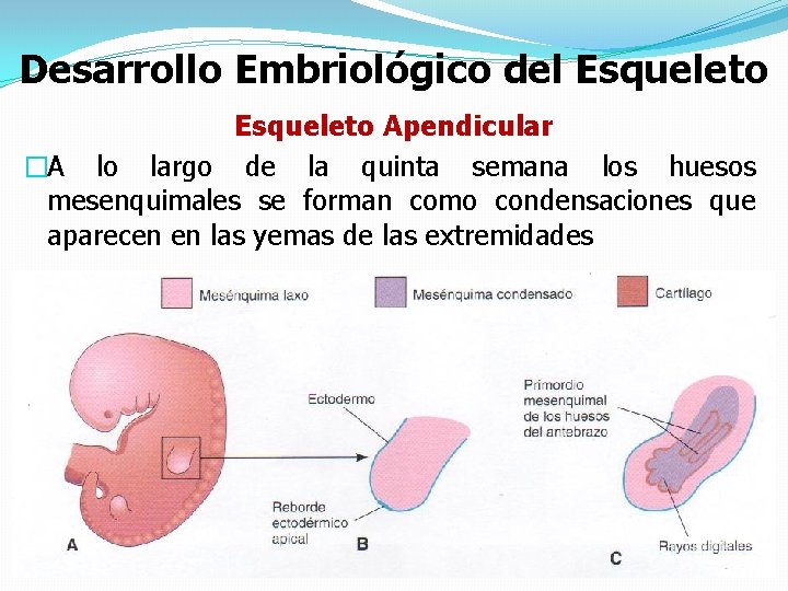 Desarrollo Embriológico del Esqueleto Apendicular �A lo largo de la quinta semana los huesos