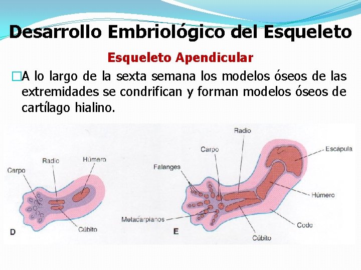 Desarrollo Embriológico del Esqueleto Apendicular �A lo largo de la sexta semana los modelos