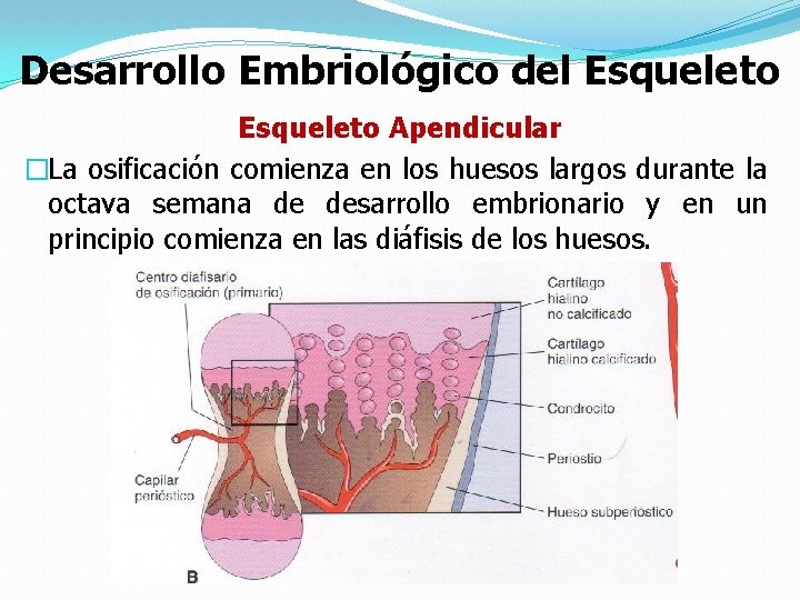 Desarrollo Embriológico del Esqueleto Apendicular �La osificación comienza en los huesos largos durante la