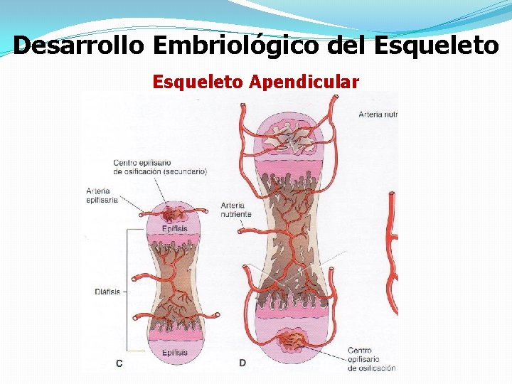 Desarrollo Embriológico del Esqueleto Apendicular 