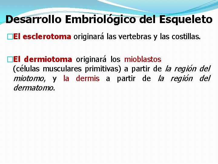 Desarrollo Embriológico del Esqueleto �El esclerotoma originará las vertebras y las costillas. �El dermiotoma