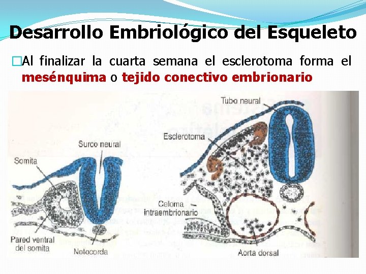 Desarrollo Embriológico del Esqueleto �Al finalizar la cuarta semana el esclerotoma forma el mesénquima