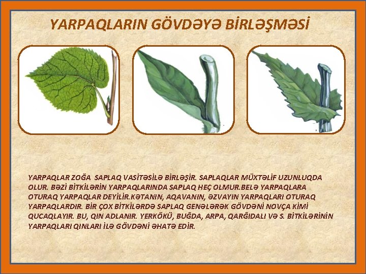 YARPAQLARIN GÖVDƏYƏ BİRLƏŞMƏSİ YARPAQLAR ZOĞA SAPLAQ VASİTƏSİLƏ BİRLƏŞİR. SAPLAQLAR MÜXTƏLİF UZUNLUQDA OLUR. BƏZİ BİTKİLƏRİN