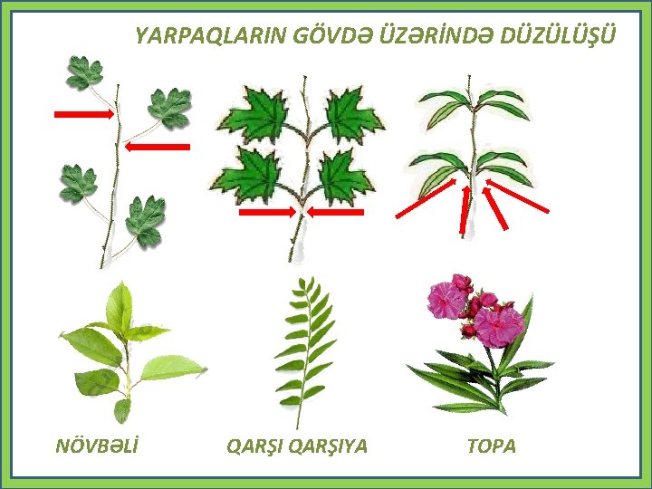 YARPAQLARIN GÖVDƏ ÜZƏRİNDƏ DÜZÜLÜŞÜ NÖVBƏLİ QARŞIYA TOPA 