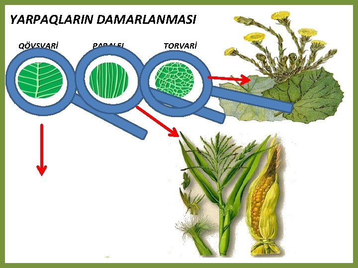 YARPAQLARIN DAMARLANMASI QÖVSVARİ PARALEL TORVARİ 