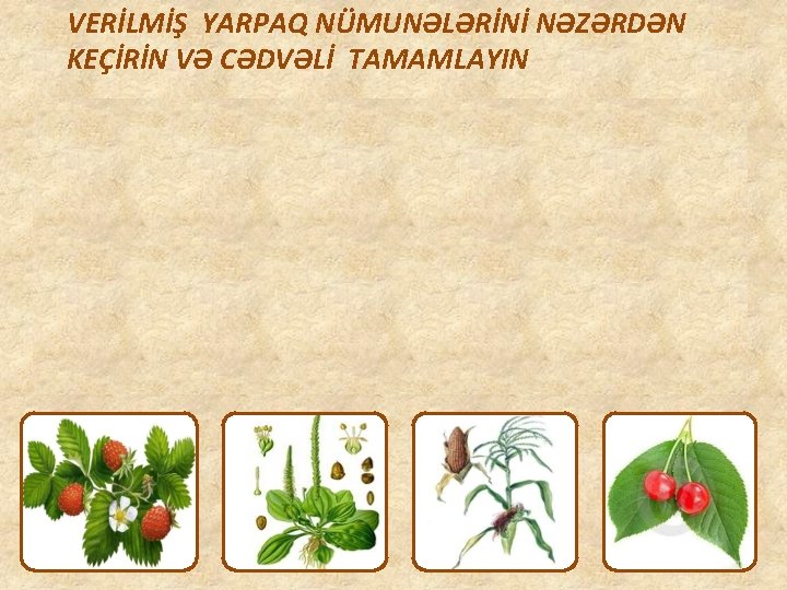 VERİLMİŞ YARPAQ NÜMUNƏLƏRİNİ NƏZƏRDƏN KEÇİRİN VƏ CƏDVƏLİ TAMAMLAYIN BİTKİNİN ADI SADƏ YARPAQDIR YAXUD MÜRƏKKƏB?