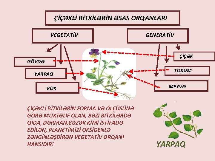 ÇİÇƏKLİ BİTKİLƏRİN ƏSAS ORQANLARI VEGETATİV GENERATİV ÇİÇƏK GÖVDƏ YARPAQ KÖK ÇİÇƏKLİ BİTKİLƏRİN FORMA VƏ