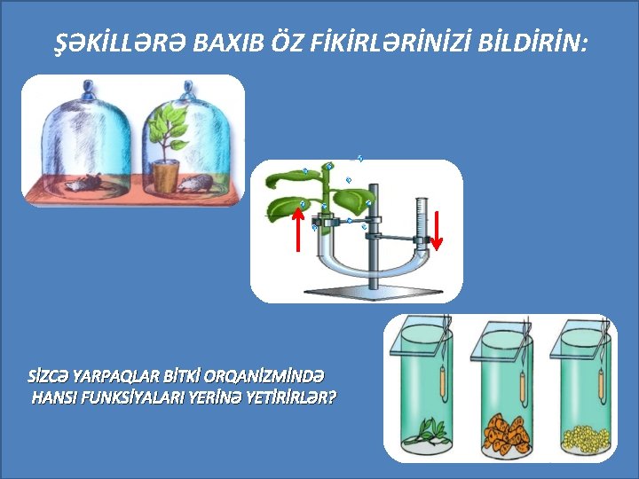 ŞƏKİLLƏRƏ BAXIB ÖZ FİKİRLƏRİNİZİ BİLDİRİN: SİZCƏ YARPAQLAR BİTKİ ORQANİZMİNDƏ HANSI FUNKSİYALARI YERİNƏ YETİRİRLƏR? 