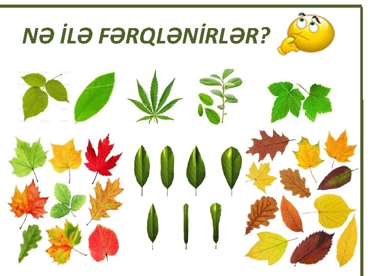 NƏ İLƏ FƏRQLƏNİRLƏR? 