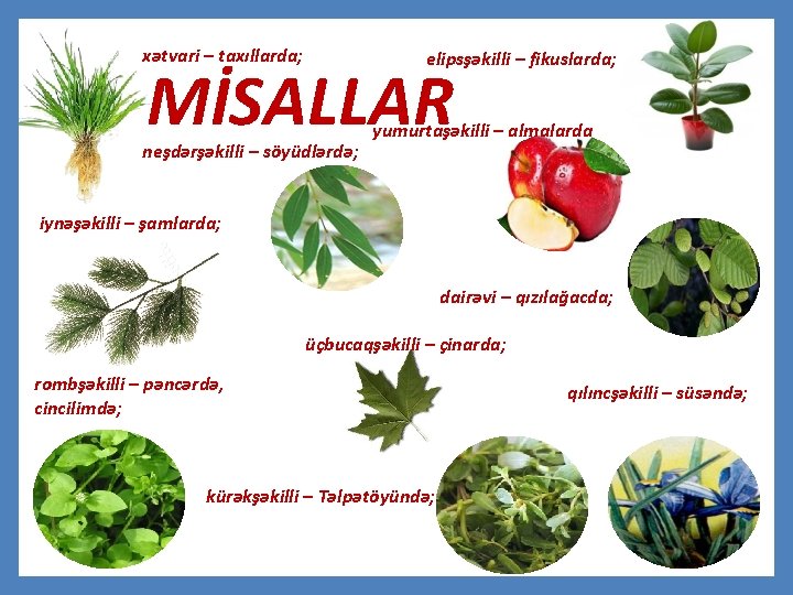 xətvari – taxıllarda; elipsşəkilli – fikuslarda; MİSALLAR neşdərşəkilli – söyüdlərdə; yumurtaşəkilli – almalarda iynəşəkilli