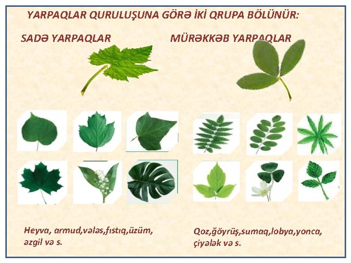 YARPAQLAR QURULUŞUNA GÖRƏ İKİ QRUPA BÖLÜNÜR: SADƏ YARPAQLAR Heyva, armud, vələs, fıstıq, üzüm, əzgil