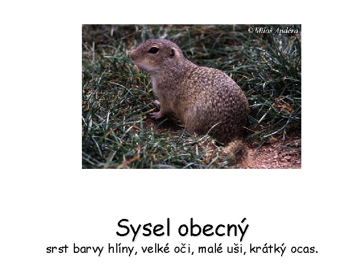 Sysel obecný srst barvy hlíny, velké oči, malé uši, krátký ocas. 